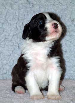 BOBI