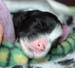 8_4_4