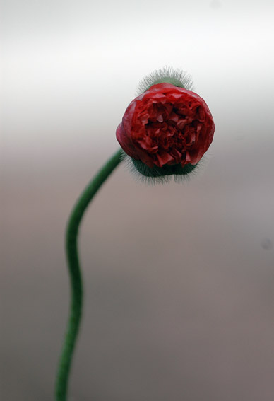 DSC_0129