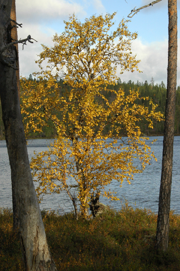 puu