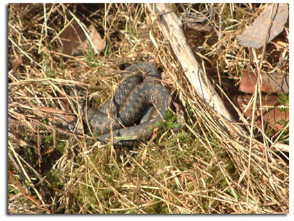 ADDER