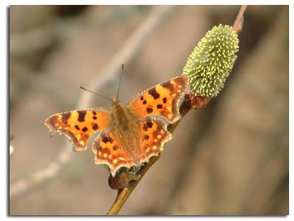 BUTTERF