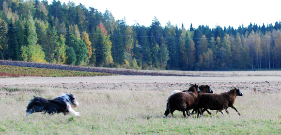 DSC_0182_paimennus