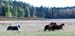 DSC_0182_paimennus