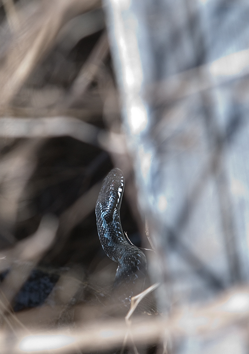 DSC_0098