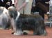DSC_0347pinni