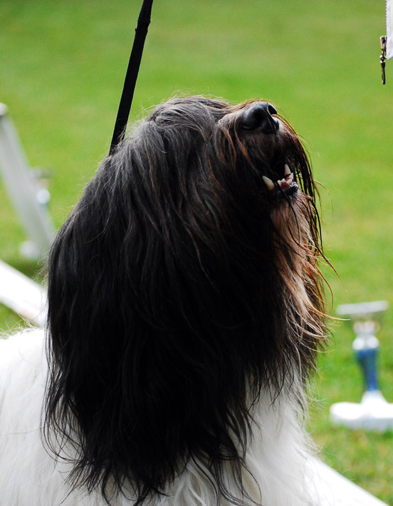 DSC_0267_shappe