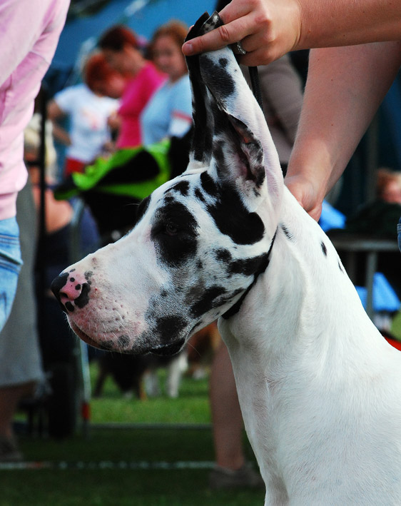 DSC_0308_doggi