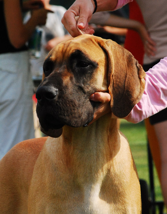 DSC_0311_doggi