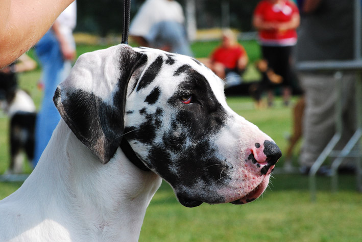 DSC_0318_doggi