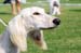 DSC_0414_saluki